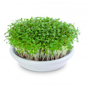 Coupelle de germination 12 cm blanc