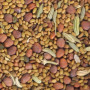 graines Alfa - radis - fenouil non germées