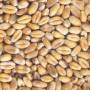 graines blé non germées