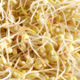 graines quinoa germées