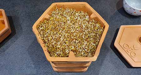 Germination de graines d'alfalfa dans un germoir en terre cuite