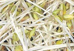 Faire germer des graines de sarrasin
